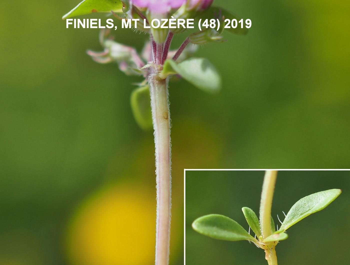 Thyme, Larger Wild leaf